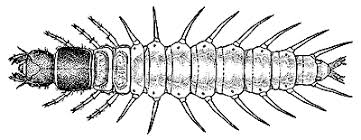 Attēlu rezultāti vaicājumam “Megaloptera”