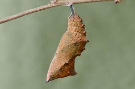 Attēlu rezultāti vaicājumam “Nymphalis polychloros upperside”
