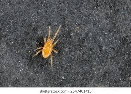 Attēlu rezultāti vaicājumam “Sacchiphantes abietis exuvia”