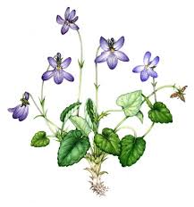 Attēlu rezultāti vaicājumam “Viola reichenbachiana leaf”