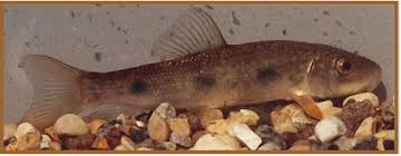 Image result for Catostomus commersonii