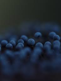 Attēlu rezultāti vaicājumam “Comatricha nigra macro”