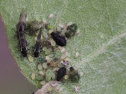 Attēlu rezultāti vaicājumam “Chaitophorus populeti”