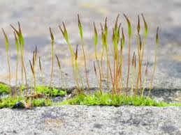 Attēlu rezultāti vaicājumam “Tortula truncata sporophyte”