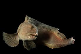 Image result for Anarhichas lupus