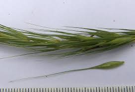 Attēlu rezultāti vaicājumam “Hordelymus europaeus”