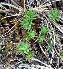 Attēlu rezultāti vaicājumam “Pogonatum urnigerum”