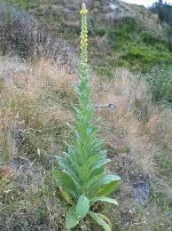 Attēlu rezultāti vaicājumam “Verbascum thapsus bud”