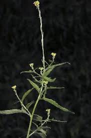 Attēlu rezultāti vaicājumam “Sisymbrium volgense flower”