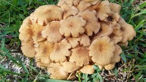 Attēlu rezultāti vaicājumam “Armillaria sp.”