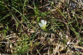 Attēlu rezultāti vaicājumam “Cerastium holosteoides”
