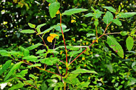 Attēlu rezultāti vaicājumam “Impatiens noli-tangere leaf”