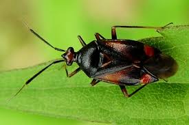 Attēlu rezultāti vaicājumam “Deraeocoris ruber”