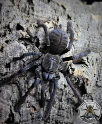 Attēlu rezultāti vaicājumam “Lamproderma nigrescens”