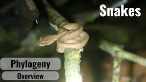 Attēlu rezultāti vaicājumam “Serpentes”