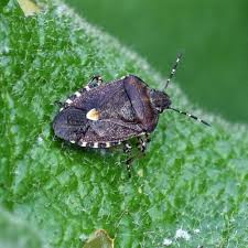 Attēlu rezultāti vaicājumam “Dolycoris baccarum”