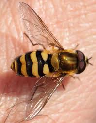 Attēlu rezultāti vaicājumam “Syrphus sp. imago”