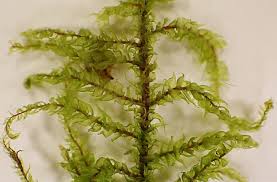 Attēlu rezultāti vaicājumam “Rhytidiadelphus subpinnatus”