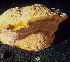 Attēlu rezultāti vaicājumam “Hapalopilus aurantiacus”