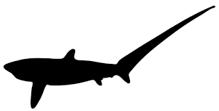 Image result for Alopias pelagicus