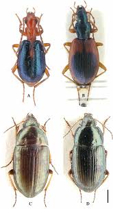 Attēlu rezultāti vaicājumam “Anchomenus dorsalis”