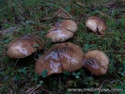 Attēlu rezultāti vaicājumam “Suillus luteus”