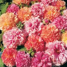 Image result for Alcea rosea `Appleblossom`
