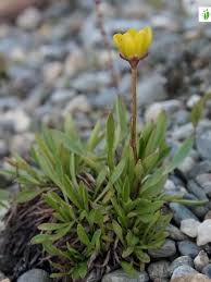 Attēlu rezultāti vaicājumam “Saxifraga hirculus”