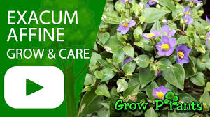 Image result for Exacum affine