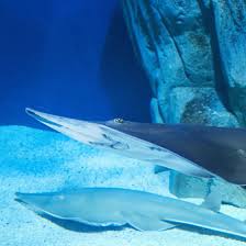 Image result for Glaucostegus cemiculus