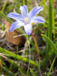 Attēlu rezultāti vaicājumam “Scilla luciliae”