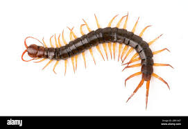 Attēlu rezultāti vaicājumam “Chilopoda”