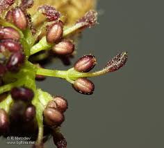 Attēlu rezultāti vaicājumam “Fraxinus excelsior flower”