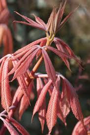 Attēlu rezultāti vaicājumam “Aesculus x neglecta”