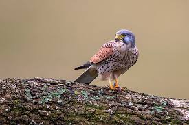 Attēlu rezultāti vaicājumam “Falco tinnunculus adult”