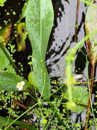 Attēlu rezultāti vaicājumam “Alisma lanceolatum”