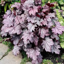 Image result for Heuchera Metallica