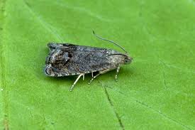 Attēlu rezultāti vaicājumam “Cydia splendana”