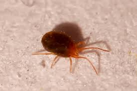 Attēlu rezultāti vaicājumam “Bryobia praetiosa”