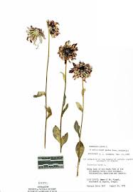 Attēlu rezultāti vaicājumam “Rudbeckia hirta var. hirta”