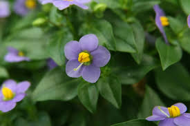 Image result for Exacum affine