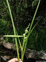 Attēlu rezultāti vaicājumam “Sparganium erectum aggr. leaf”