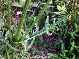 Image result for Dipsacus laciniatus