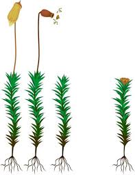 Attēlu rezultāti vaicājumam “Polytrichum commune sporophyte”