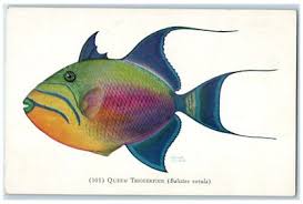 Image result for Balistes vetula