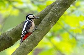 Attēlu rezultāti vaicājumam “Dendrocopos major”