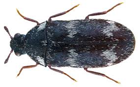 Attēlu rezultāti vaicājumam “Megatoma undata”