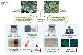 Attēlu rezultāti vaicājumam “Tranzschelia pruni-spinosae spores”