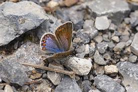 Attēlu rezultāti vaicājumam “Polyommatus icarus male”