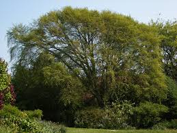 Attēlu rezultāti vaicājumam “Carpinus”